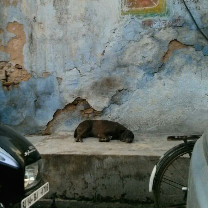 A Dog A Day: Jaipur dog.